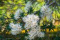Tea tree - Myrte à miel - Melaleuca alternifolia